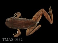 藏品(斯文豪氏赤蛙)的圖片